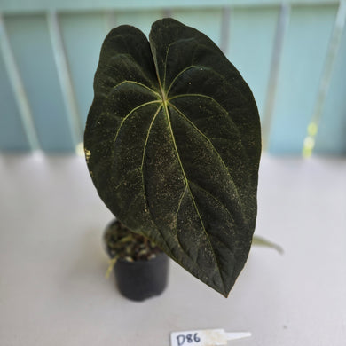 #D86 Dark Anthurium NOID