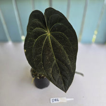 Load image into Gallery viewer, #D86 Dark Anthurium NOID