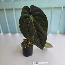 Load image into Gallery viewer, #D86 Dark Anthurium NOID