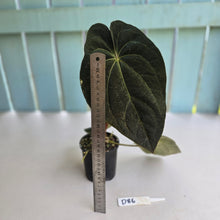 Load image into Gallery viewer, #D86 Dark Anthurium NOID