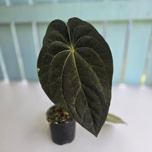 Load image into Gallery viewer, #D86 Dark Anthurium NOID