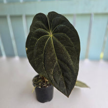 Load image into Gallery viewer, #D86 Dark Anthurium NOID