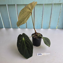 Load image into Gallery viewer, #D86 Dark Anthurium NOID