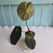 Load image into Gallery viewer, #D86 Dark Anthurium NOID