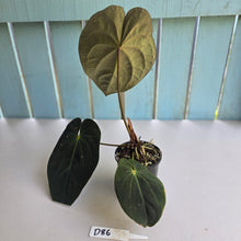 Load image into Gallery viewer, #D86 Dark Anthurium NOID