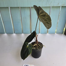 Load image into Gallery viewer, #D86 Dark Anthurium NOID