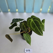 Load image into Gallery viewer, #D73 Four x Headed Anthurium Crystallinum x Forgetii