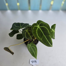 Load image into Gallery viewer, #D73 Four x Headed Anthurium Crystallinum x Forgetii