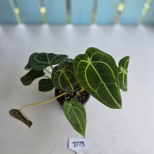 Load image into Gallery viewer, #D73 Four x Headed Anthurium Crystallinum x Forgetii