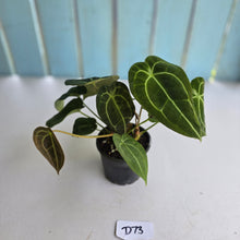 Load image into Gallery viewer, #D73 Four x Headed Anthurium Crystallinum x Forgetii