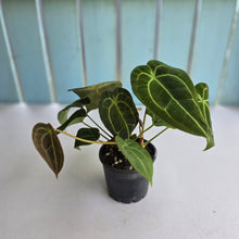 Load image into Gallery viewer, #D73 Four x Headed Anthurium Crystallinum x Forgetii