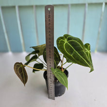 Load image into Gallery viewer, #D73 Four x Headed Anthurium Crystallinum x Forgetii