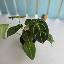 Load image into Gallery viewer, #D73 Four x Headed Anthurium Crystallinum x Forgetii