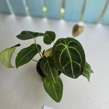 Load image into Gallery viewer, #D73 Four x Headed Anthurium Crystallinum x Forgetii