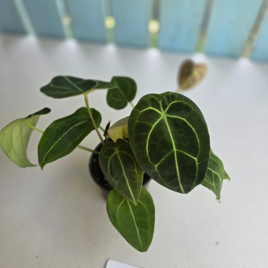 #D73 Four x Headed Anthurium Crystallinum x Forgetii