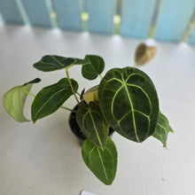 Load image into Gallery viewer, #D73 Four x Headed Anthurium Crystallinum x Forgetii