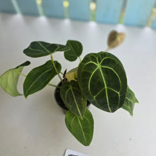 Load image into Gallery viewer, #D73 Four x Headed Anthurium Crystallinum x Forgetii