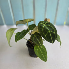 Load image into Gallery viewer, #D73 Four x Headed Anthurium Crystallinum x Forgetii