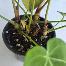 Load image into Gallery viewer, #D73 Four x Headed Anthurium Crystallinum x Forgetii