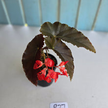 Load image into Gallery viewer, #R27 Begonia Anna Christine