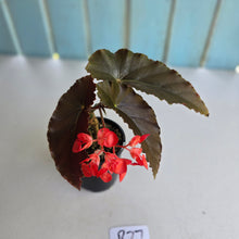 Load image into Gallery viewer, #R27 Begonia Anna Christine