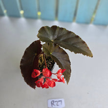 Load image into Gallery viewer, #R27 Begonia Anna Christine