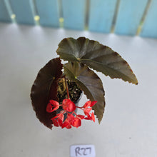 Load image into Gallery viewer, #R27 Begonia Anna Christine