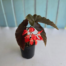 Load image into Gallery viewer, #R27 Begonia Anna Christine