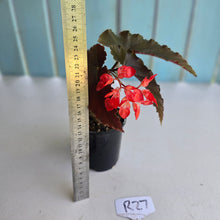 Load image into Gallery viewer, #R27 Begonia Anna Christine