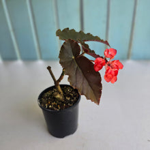 Load image into Gallery viewer, #R27 Begonia Anna Christine