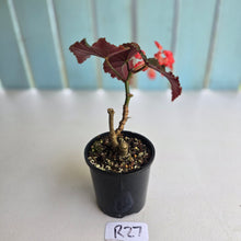 Load image into Gallery viewer, #R27 Begonia Anna Christine