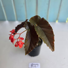 Load image into Gallery viewer, #R27 Begonia Anna Christine