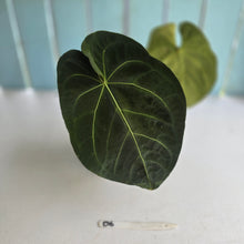 Load image into Gallery viewer, #D6 Dark Anthurium NOID - With 2 x Pups
