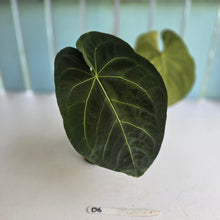 Load image into Gallery viewer, #D6 Dark Anthurium NOID - With 2 x Pups