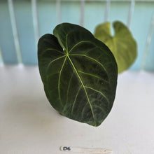 Load image into Gallery viewer, #D6 Dark Anthurium NOID - With 2 x Pups
