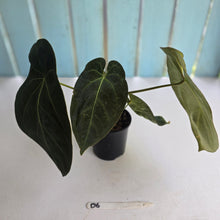Load image into Gallery viewer, #D6 Dark Anthurium NOID - With 2 x Pups