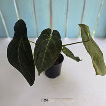 Load image into Gallery viewer, #D6 Dark Anthurium NOID - With 2 x Pups