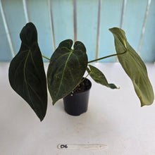 Load image into Gallery viewer, #D6 Dark Anthurium NOID - With 2 x Pups