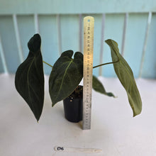 Load image into Gallery viewer, #D6 Dark Anthurium NOID - With 2 x Pups