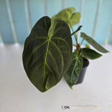 Load image into Gallery viewer, #D6 Dark Anthurium NOID - With 2 x Pups