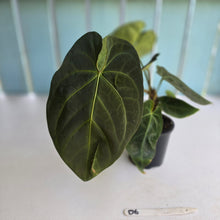 Load image into Gallery viewer, #D6 Dark Anthurium NOID - With 2 x Pups