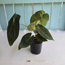 Load image into Gallery viewer, #D6 Dark Anthurium NOID - With 2 x Pups