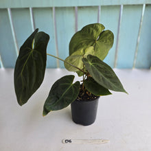 Load image into Gallery viewer, #D6 Dark Anthurium NOID - With 2 x Pups