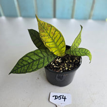 Load image into Gallery viewer, #D54 Hoya Sp. Kalimantan