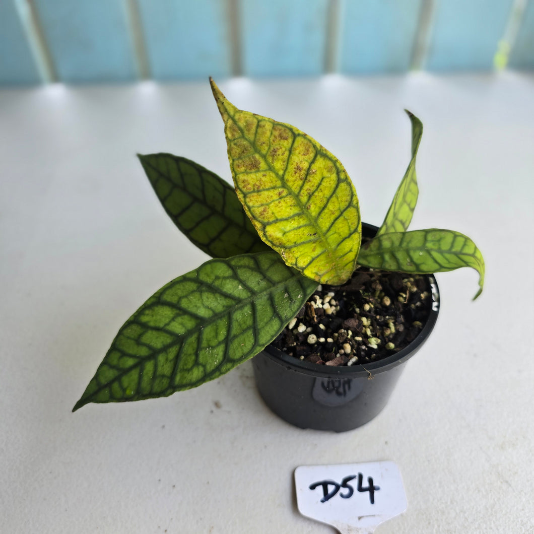 #D54 Hoya Sp. Kalimantan