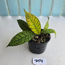 Load image into Gallery viewer, #D54 Hoya Sp. Kalimantan