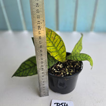 Load image into Gallery viewer, #D54 Hoya Sp. Kalimantan