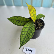 Load image into Gallery viewer, #D54 Hoya Sp. Kalimantan