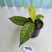 Load image into Gallery viewer, #D54 Hoya Sp. Kalimantan