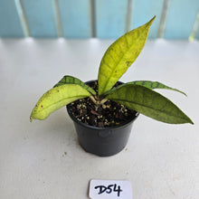 Load image into Gallery viewer, #D54 Hoya Sp. Kalimantan